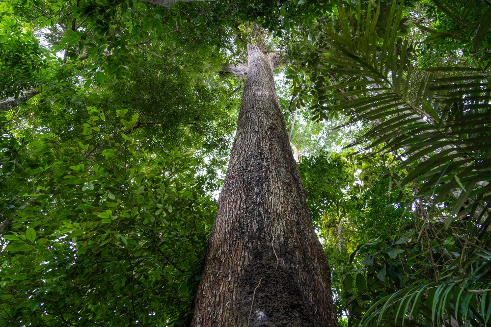 Kolumbien: Umweltschützer kämpfen ums Überleben im Amazonas