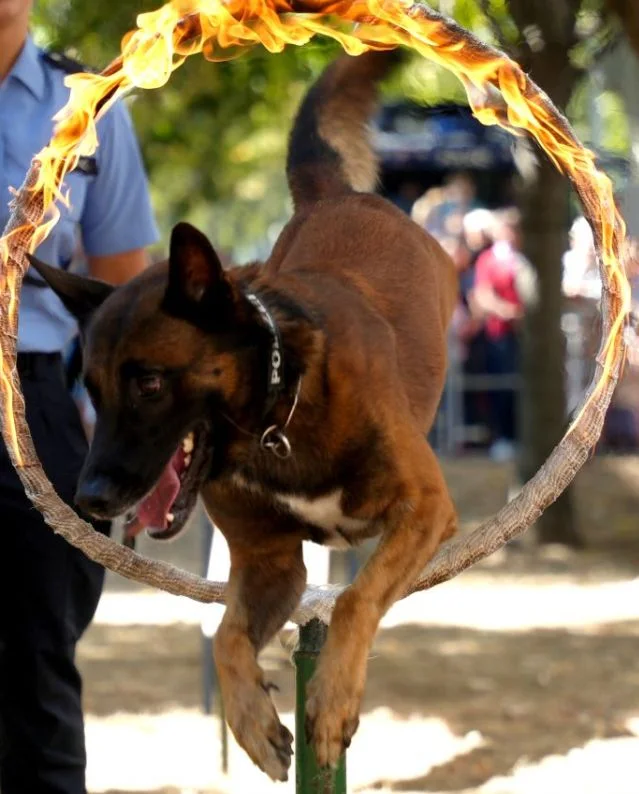 Polizeihund „Astor“ vereitelt Einbruch in Sachsenhausen
