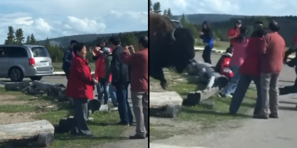 Unvorsichtige Touristen stören riesigen Bison: Sie stehen kurz davor, eine sehr wertvolle Lektion zu lernen