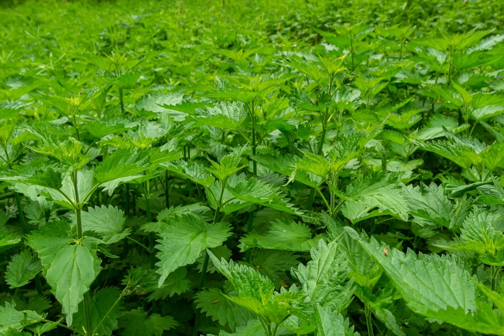 Brennnesseljauche selbst herstellen: Ein natürlicher Dünger für Ihren Garten