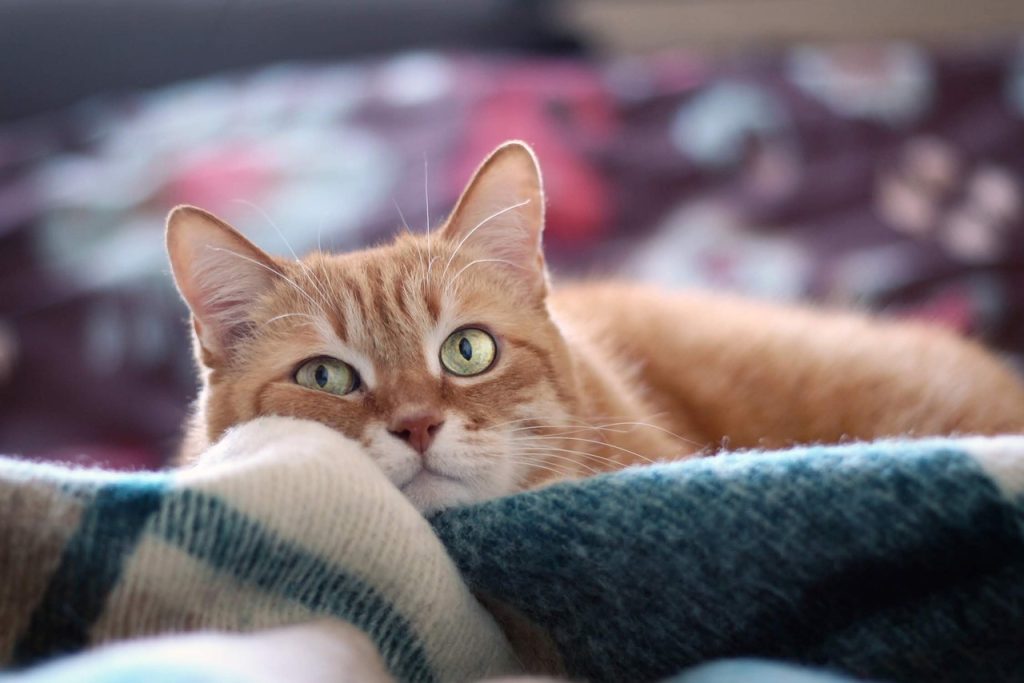 Darum beißen Katzen plötzlich beim Streicheln