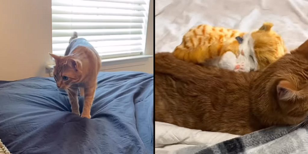 Herzerwärmende Szene: Katze reagiert liebevoll auf Spielzeugkätzchen-Streich