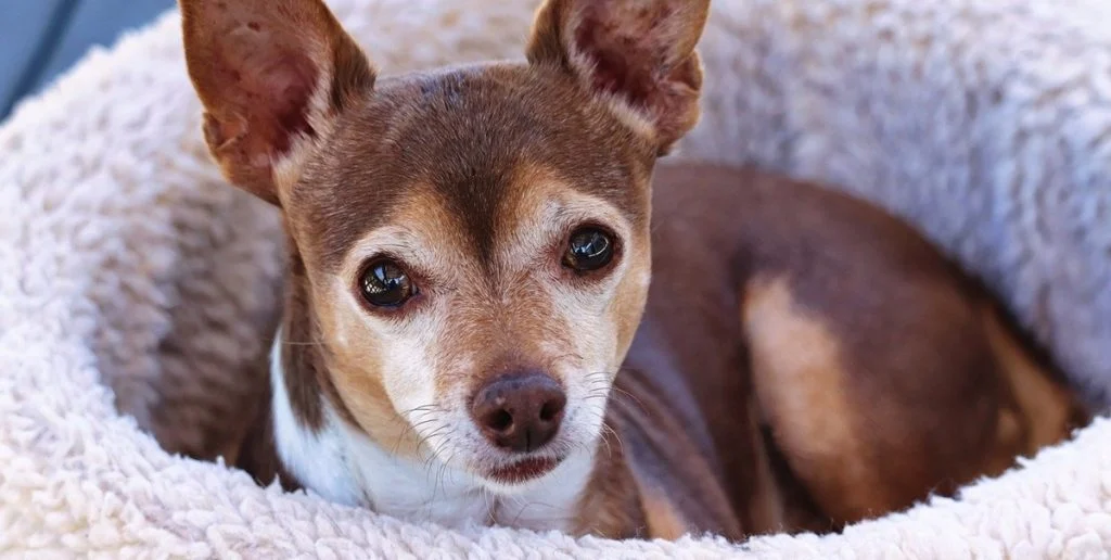 Gefährliche Keimfallen: Warum Sie das Hundebett regelmäßig reinigen sollten