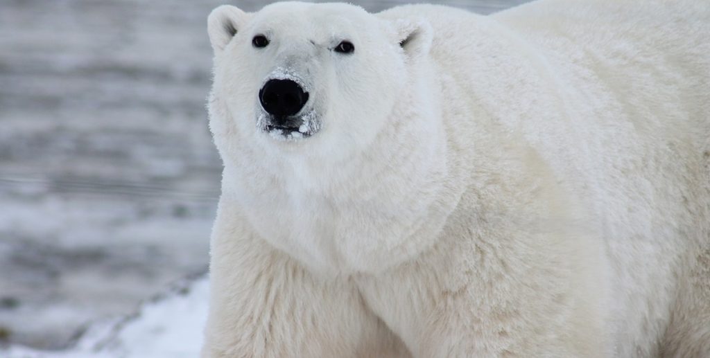 Ehemann rettet Frau bei Eisbär-Angriff in Nordkanada