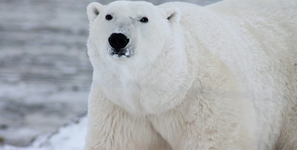 Ehemann rettet Frau bei Eisbär-Angriff in Nordkanada