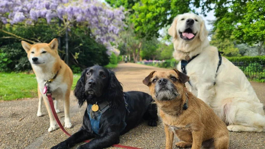 Dies sind die Hunde mit der längsten Lebenserwartung. Steht Ihr Hund auf der Liste?