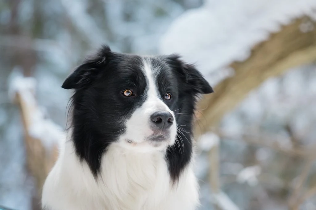 Tierarzt bestätigt: So oft am Tag sollten Sie Ihren Hund füttern
