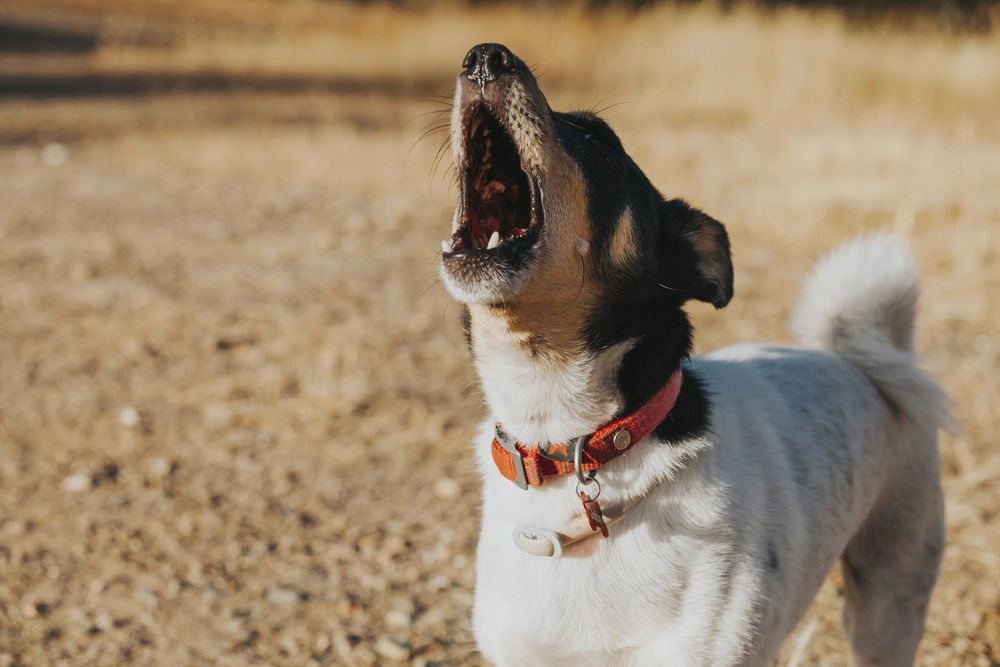 So schaffen Sie ein ruhiges Zuhause für Hunde: 20 Hunderassen, die selten bellen