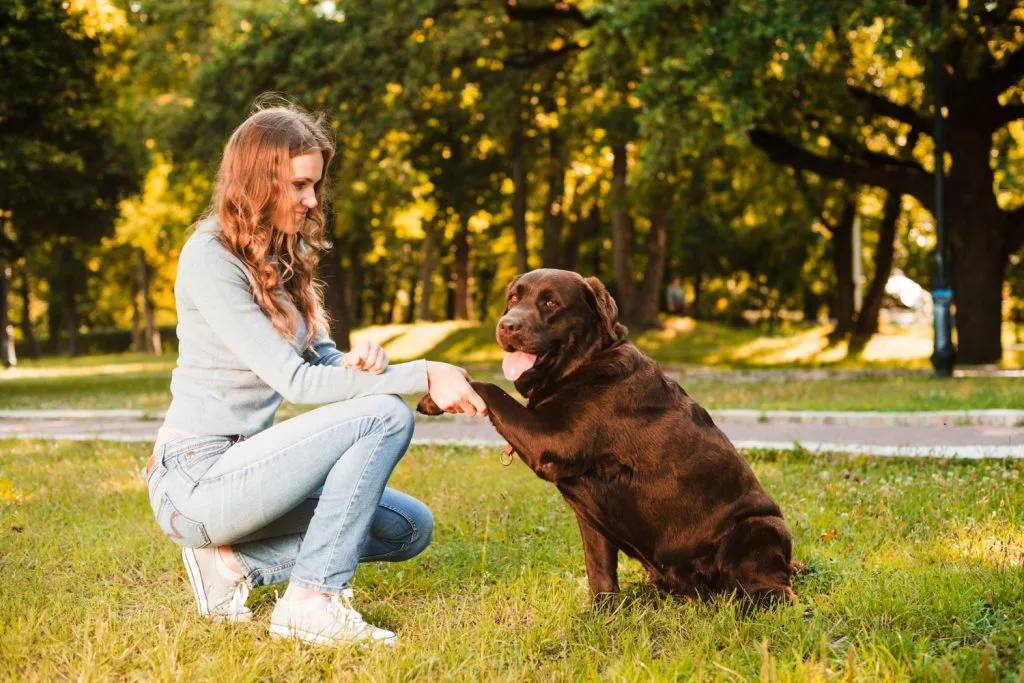 10 Hunde, die extrem schwer zu erziehen sind: Ist deiner dabei?
