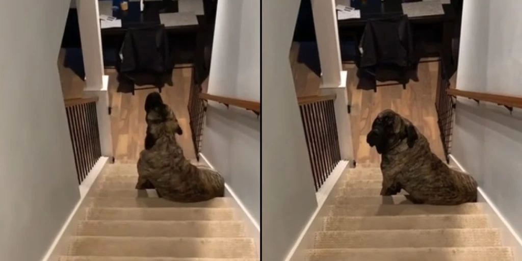 Sie entdeckt, was ihr Hund macht, wenn er allein ist: 2,4 Millionen Menschen können nicht aufhören zu lachen