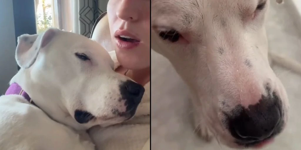Video: Entzückender Pitbull tut alles, um das Baden zu vermeiden