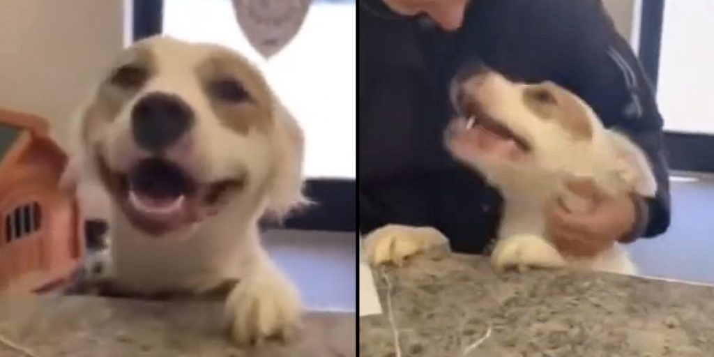 Video von der Reaktion eines Tierheimhundes auf Adoption wird zum viralen Hit
