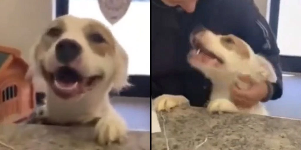 Video von der Reaktion eines Tierheimhundes auf Adoption wird zum viralen Hit