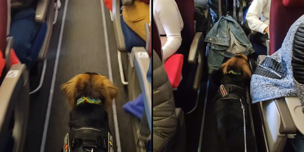 Passagiere überrascht, als sie einen Hund ins Flugzeug steigen sehen: Ihre Reaktion sagt alles