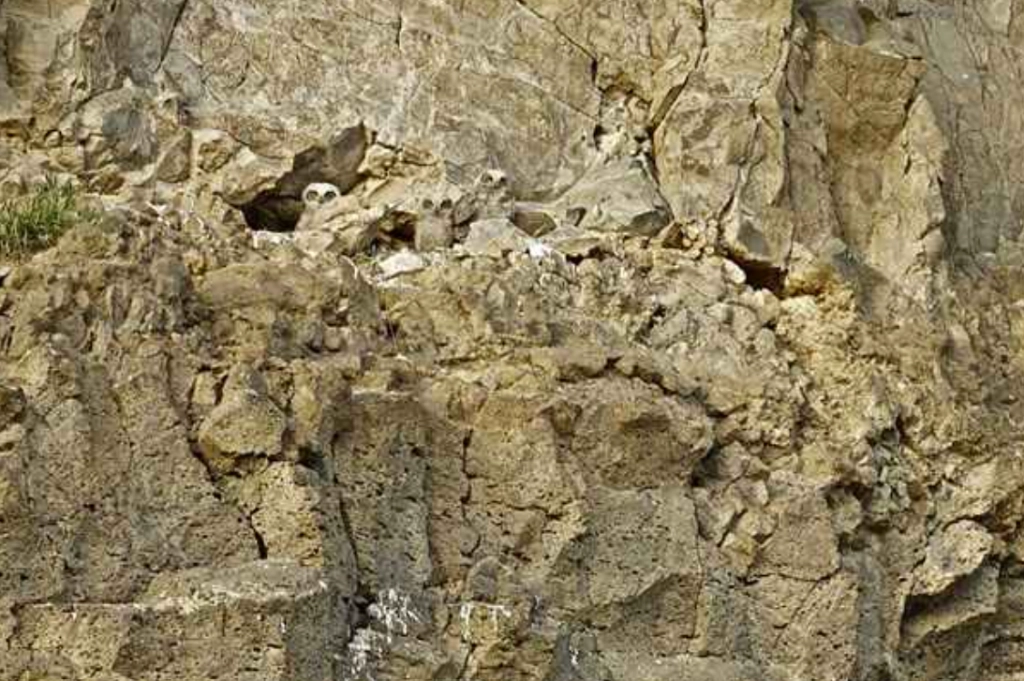 Du hast Adleraugen, wenn du innerhalb von 8 Sekunden drei Eulen auf den Felsen finden kannst