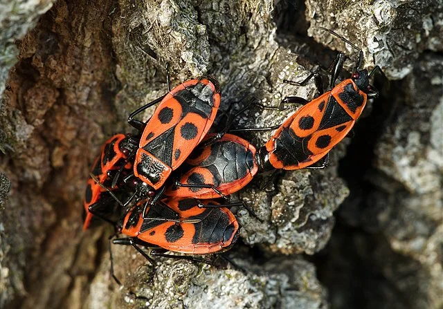 Natürliche Methoden zur Bekämpfung von Feuerwanzen