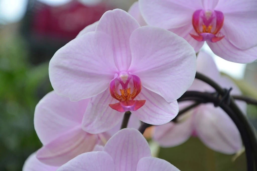 Der beste Orchideen-Dünger aus der Küche – ein überraschender Trick!