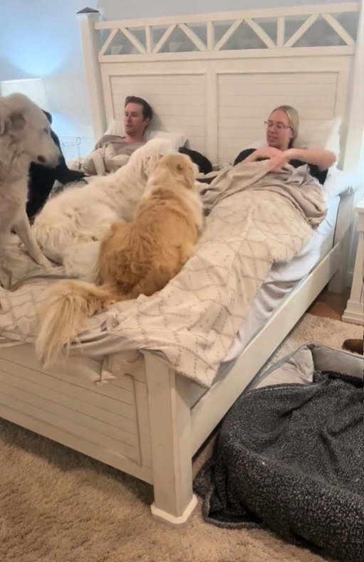 Wir teilen unser Bett mit fünf großen Hunden, aber es beeinträchtigt unser Liebesleben nicht