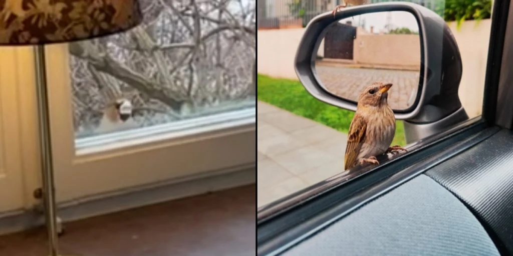 Warum Vögel an Fenster klopfen