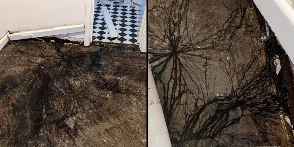 Hausbesitzer entdeckt ‚Stranger Things‘-ähnliches Phänomen: Mysteriöses schwarzes Wachstum unter Dielenbrettern sorgt für Aufregung
