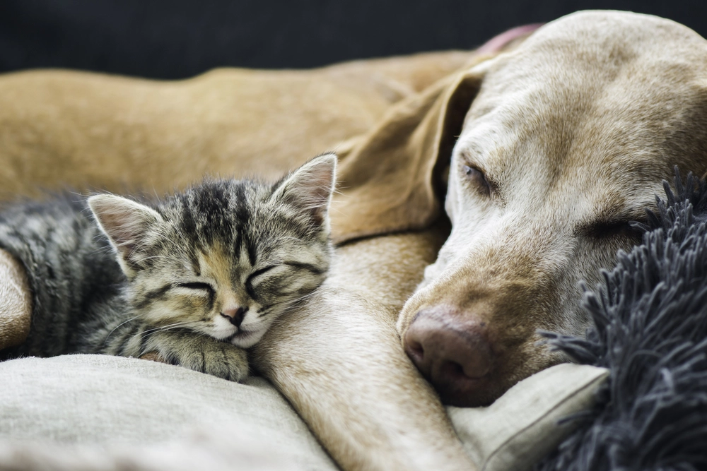 Wird Ihr Hund langsam älter? Hier sind 12 Anzeichen dafür, dass Ihr Hund alt wird