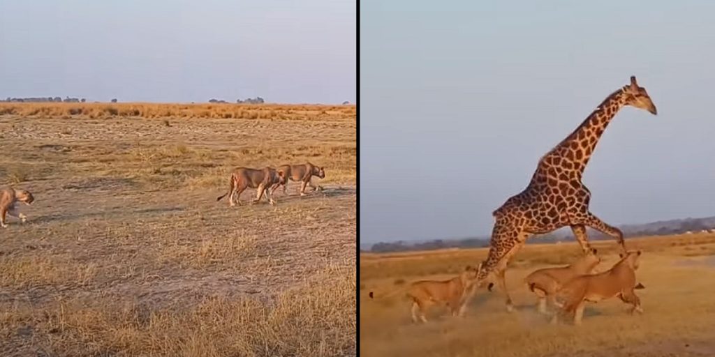 20 Löwen überraschen eine friedlich trinkende Giraffe – Beobachten Sie jetzt die Reaktion der Giraffe