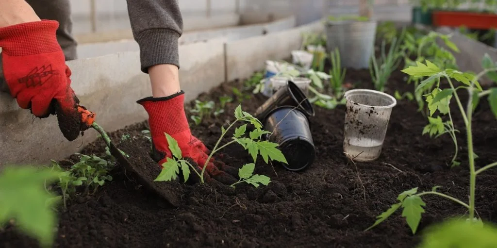 Selbstversorgung leicht gemacht: Vier Gemüsesorten für den Start ins neue Gartenjahr