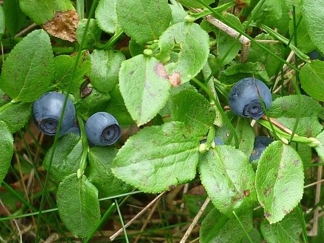 Steinige Überraschung: Rückruf von Heidelbeeren wegen Fremdkörpern