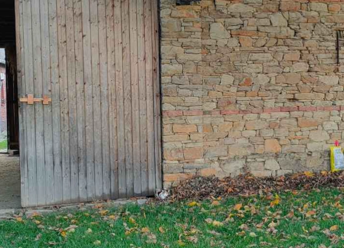 Optische Täuschung Sehtest: Finde die Katze im Garten in 7 Sekunden