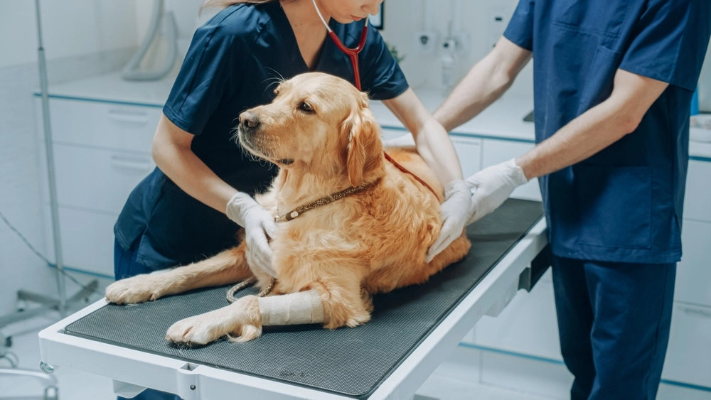 Hier sind die 27 Hunde, die dir die meisten Tierarztkosten sparen
