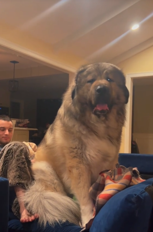 Sie dachten, es sei ein Bär: Dieser riesige Hund, hat TikTok im Sturm erobert