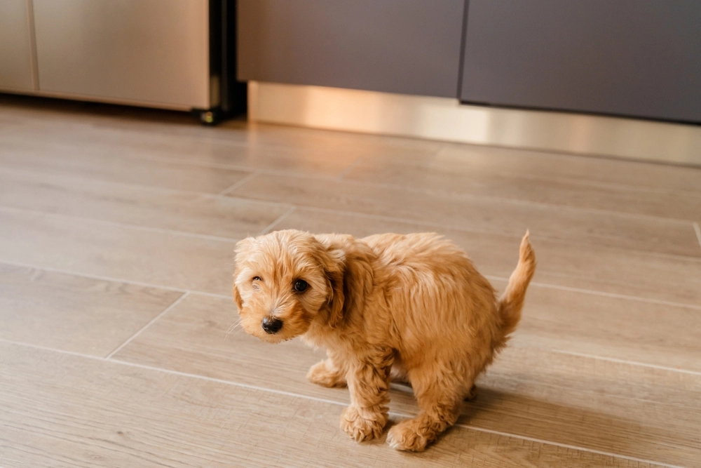 Das dürfen Sie niemals tun: So erziehen Sie Ihren Hund richtig