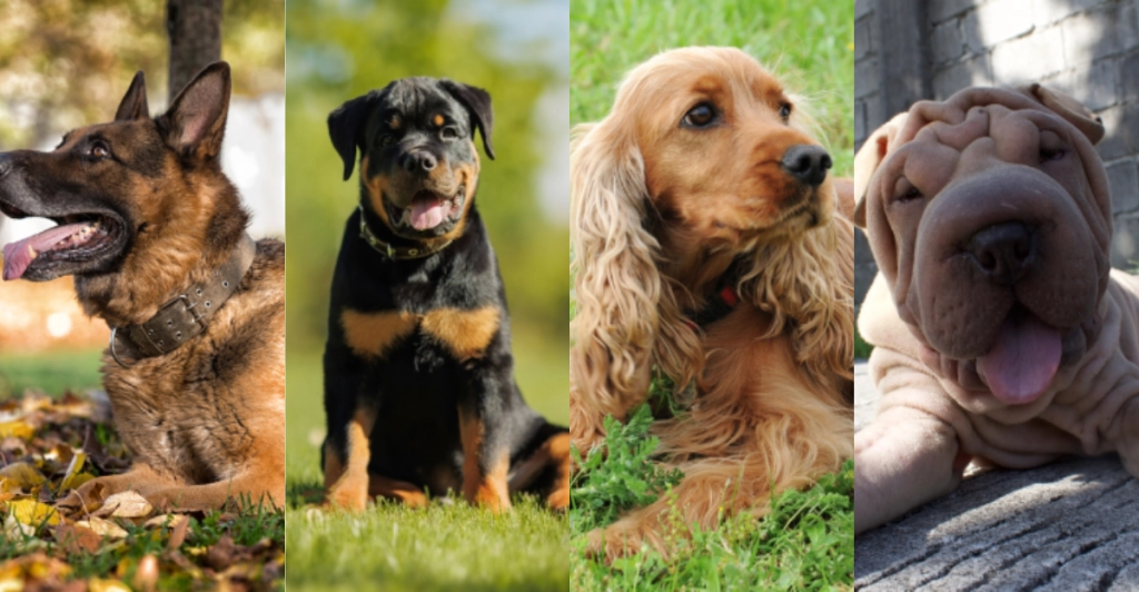 Meide diese 20 Hunderassen, wenn du deinen ersten Hund auswählst