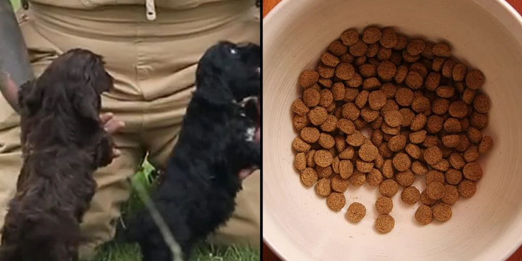 Hundeexperte warnt vor gängigen Fehlern, die viele Besitzer machen