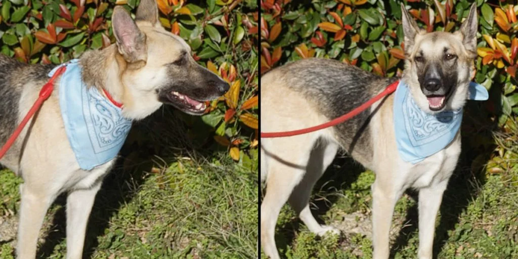 Sie ziehen aus und räumen die Wohnung, aber lassen ihren Hund zurück