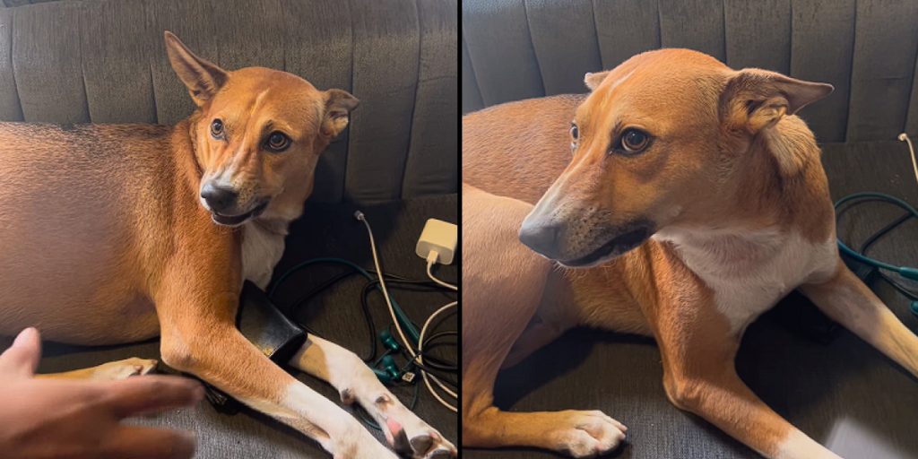 Viral gewordenes Video zeigt Hund, der Besitzers Geldbeutel beschützt: Niemand darf ihn berühren