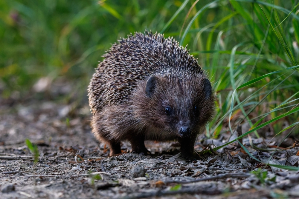 Tierschützer schlagen Alarm: Der Igel hat in Deutschland kaum noch eine Chance