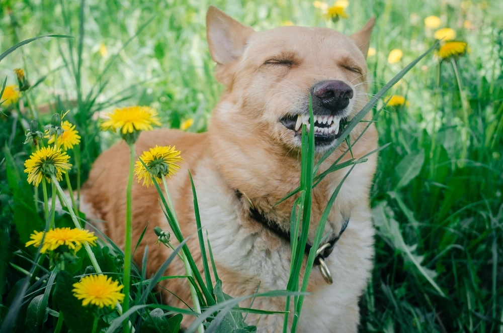 Füttern Sie Ihrem Welpen niemals diese Lebensmittel: 19 Nahrungsmittel und Konsumgüter, die für Hunde giftig sein können