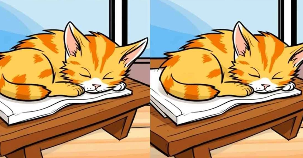 Finde 3 Unterschiede zwischen den schlafenden Katzenbildern in 12 Sekunden
