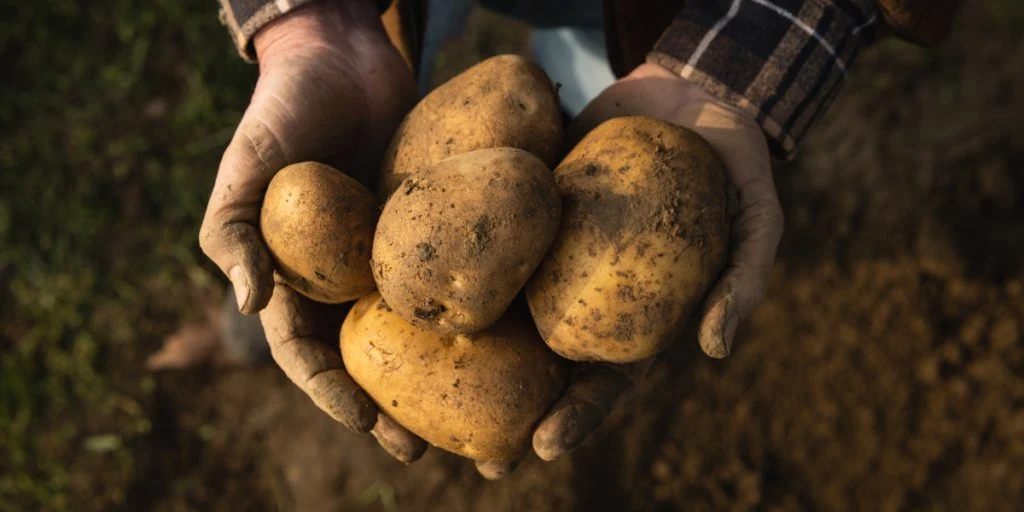 Rückruf von Speisefrühkartoffeln wegen Pestizidrückständen