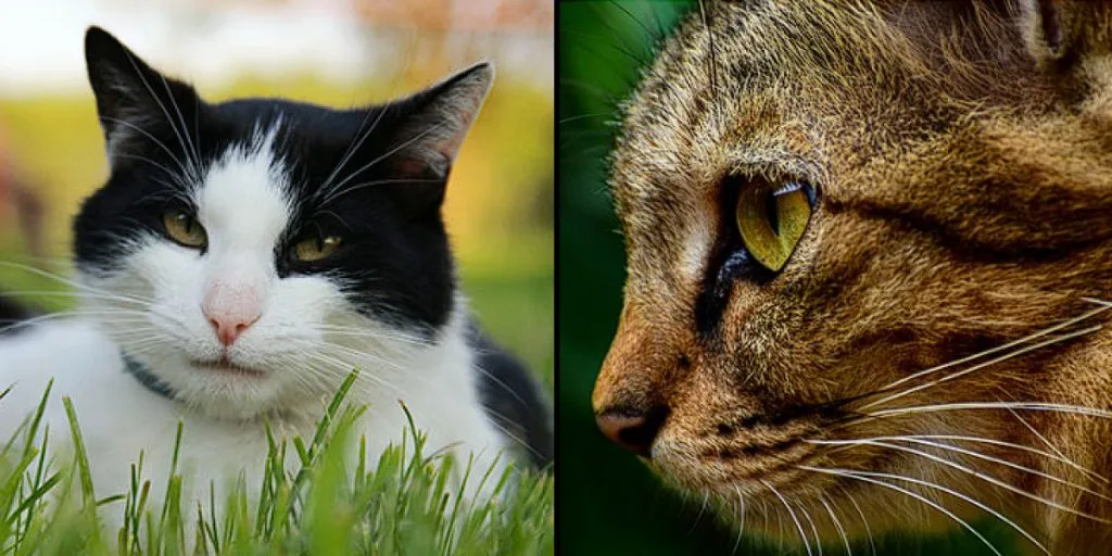 Überlegen Sie es sich zweimal, eine Katze anzuschaffen, wenn Sie über 65 sind: Wissenschaftler erklären die Risiken für Senioren