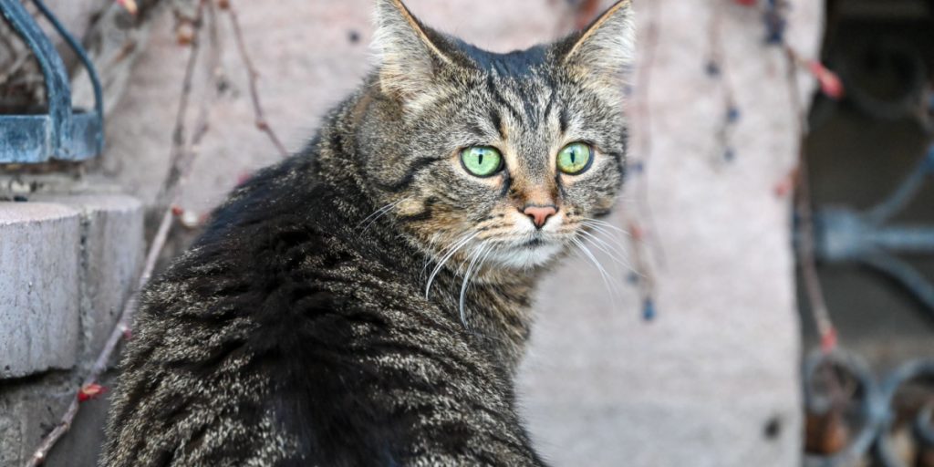 Emotionales Wiedersehen: Familie findet ihre Katze nach über einem Jahrzehnt wieder