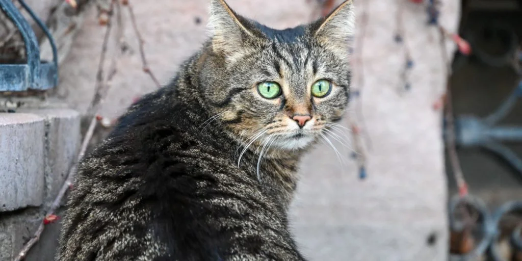 Emotionales Wiedersehen: Familie findet ihre Katze nach über einem Jahrzehnt wieder