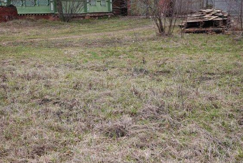 Teste deine Beobachtungsgabe und finde die Katze, die im Gras versteckt ist, innerhalb von 9 Sekunden