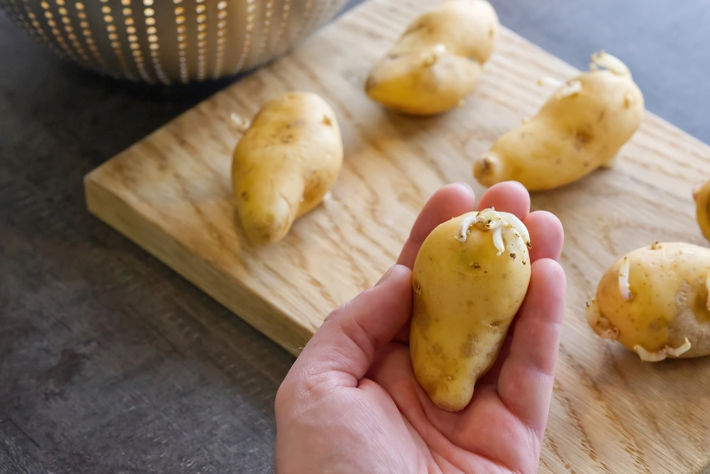 Kartoffeln richtig lagern: Mit diesem Trick bleiben sie wochenlang frisch