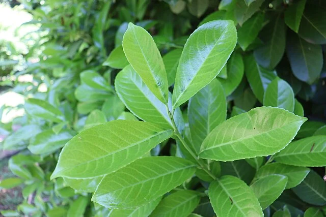 Warum der Kirschlorbeer aus dem Garten verschwinden sollte