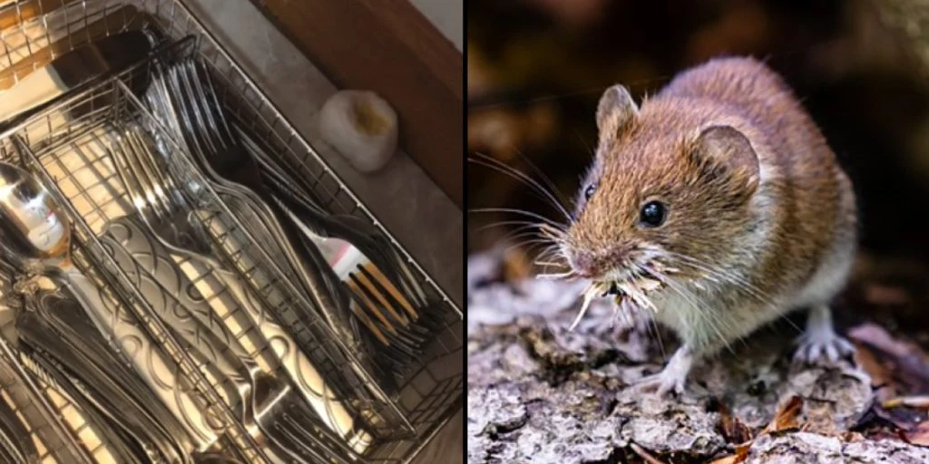 Dieses gängige Küchenzutat kann helfen, Mäuse von Ihrem Zuhause fernzuhalten