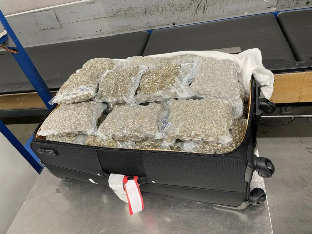 Zoll in München beschlagnahmt 50 Kilogramm Marihuana an Flughafenkontrollen
