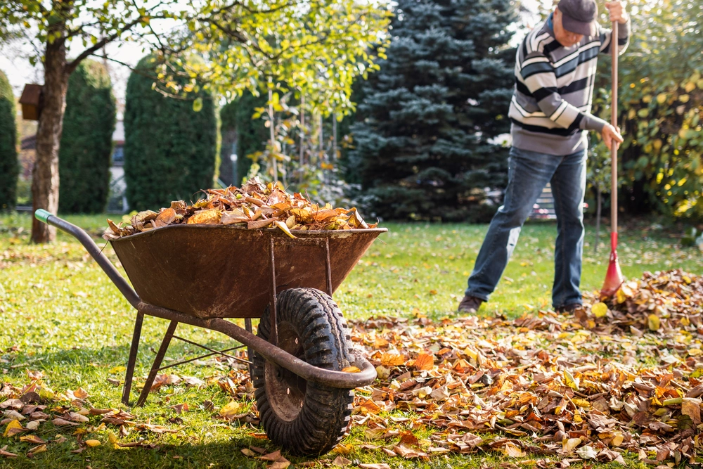 Herbstlaub vom Nachbarn: Wer muss es entfernen?