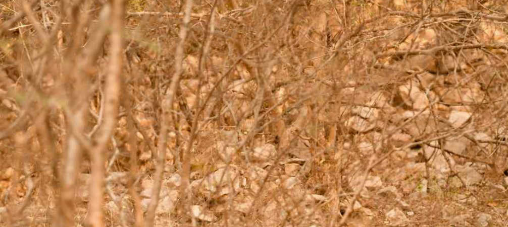 Wenn Sie in 4 Sekunden einen Leoparden im Wald entdecken können, haben Sie äußerst aufmerksame Augen